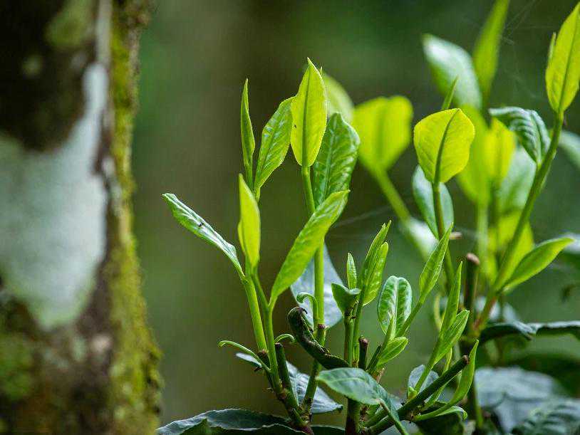 这个小众普洱茶山头，令人欣喜，喝到甚慰