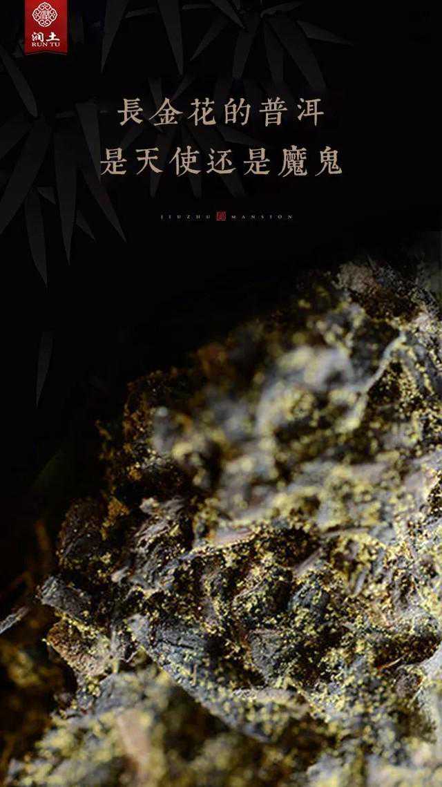 普洱茶上的“金花”到底是什么？能不能喝？