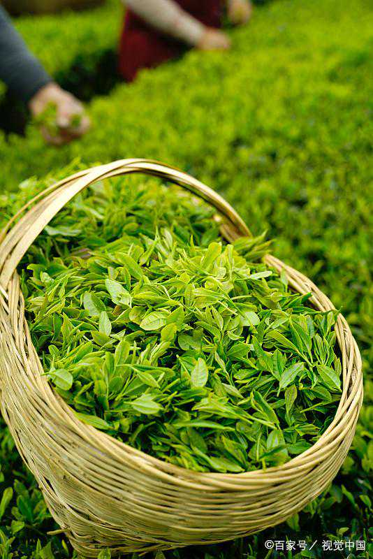 春天喝绿茶——中国十大名茶之信阳毛尖