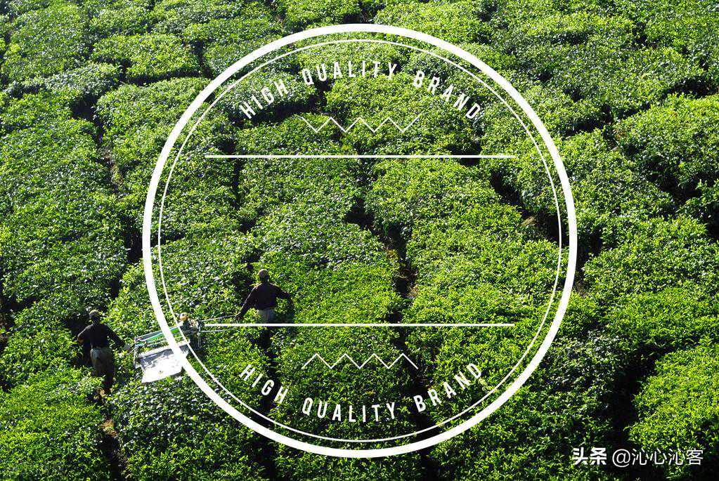 茶叶只是特级、一级、二级？这才是与我们身体相关的茶叶等级划分