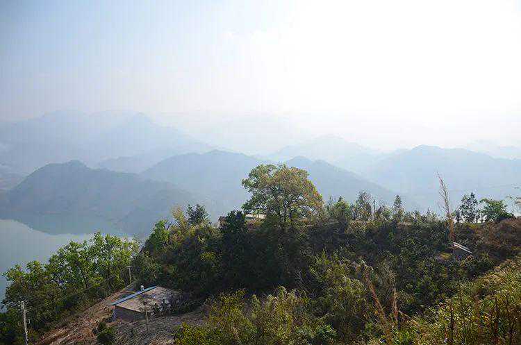 从佛茶圣地款款而来的白莺山！花蜜香清香独绝，越喝越通透