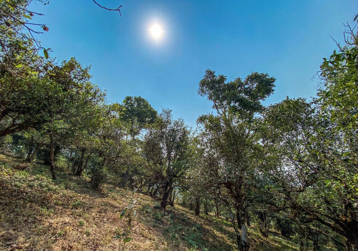 保塘旧寨，是时光不负的茶滋味