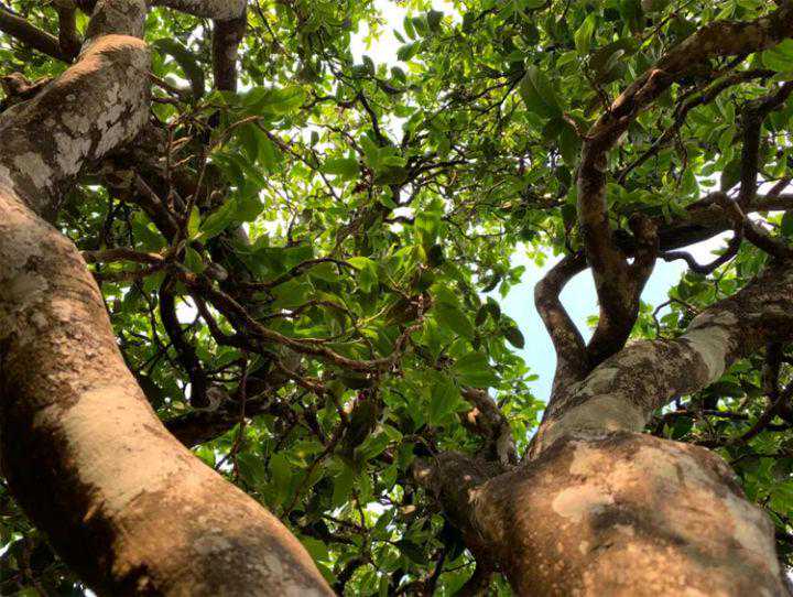 这7种普洱茶最“甜、苦、香、柔、鲜、霸气、稀少”，你喝过吗？