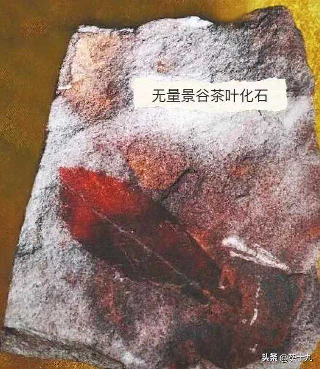 茶叶别名荼、荈、槚、茗，分为春茶夏茶秋茶，明前春尖谷花茶