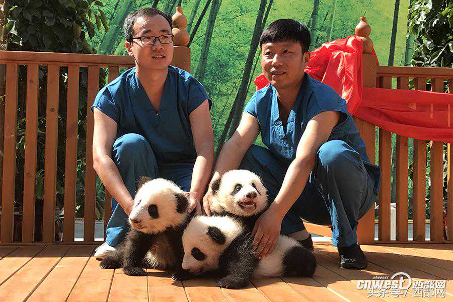 品鉴 | 南茗佳人三年干仓熟茶《墨染》