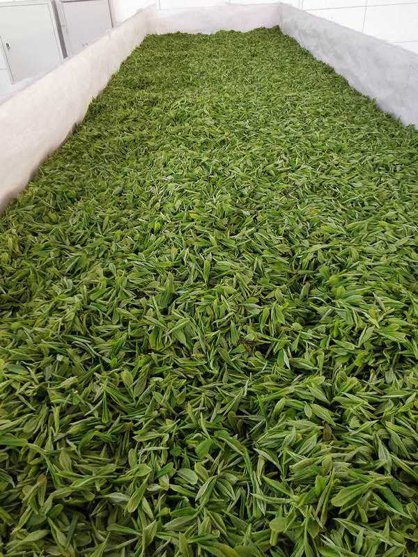 思南四野屯：高山出好茶 古村落里茶飘香