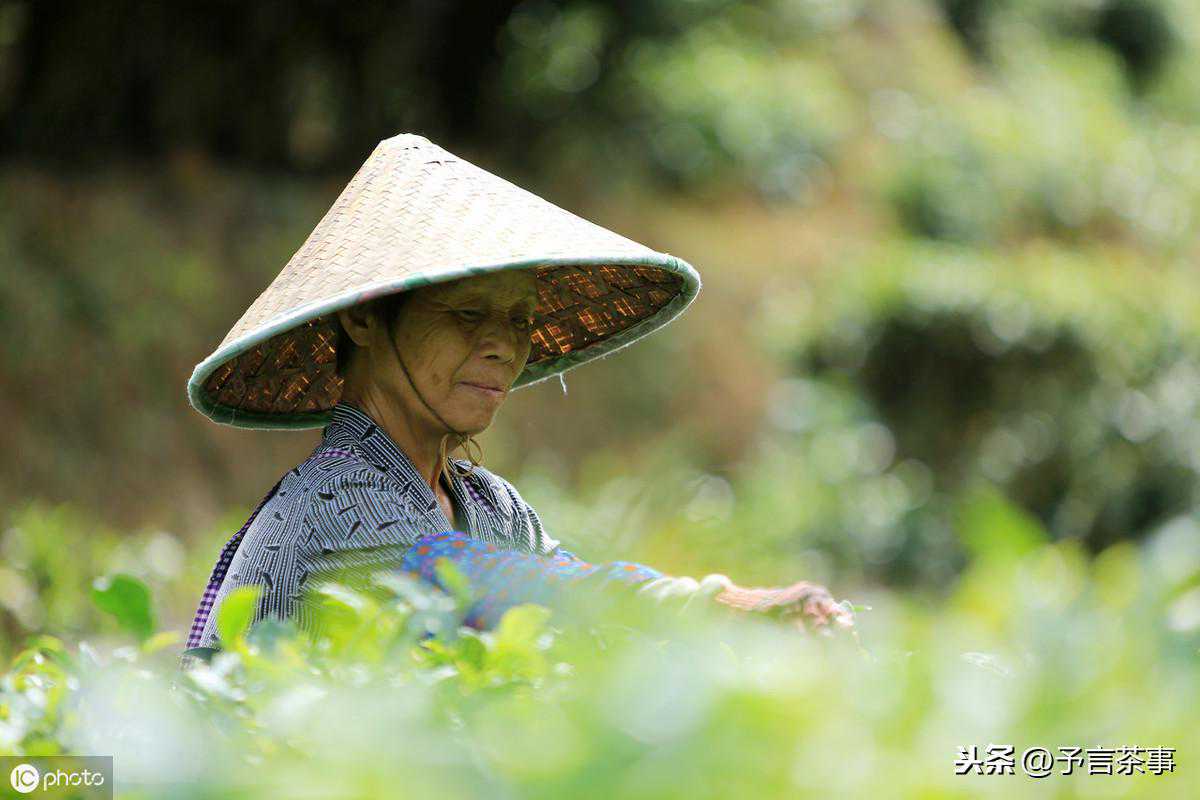 广西茶叶汇总：除了六堡茶，原来还有这么多好茶，还是世界之乡