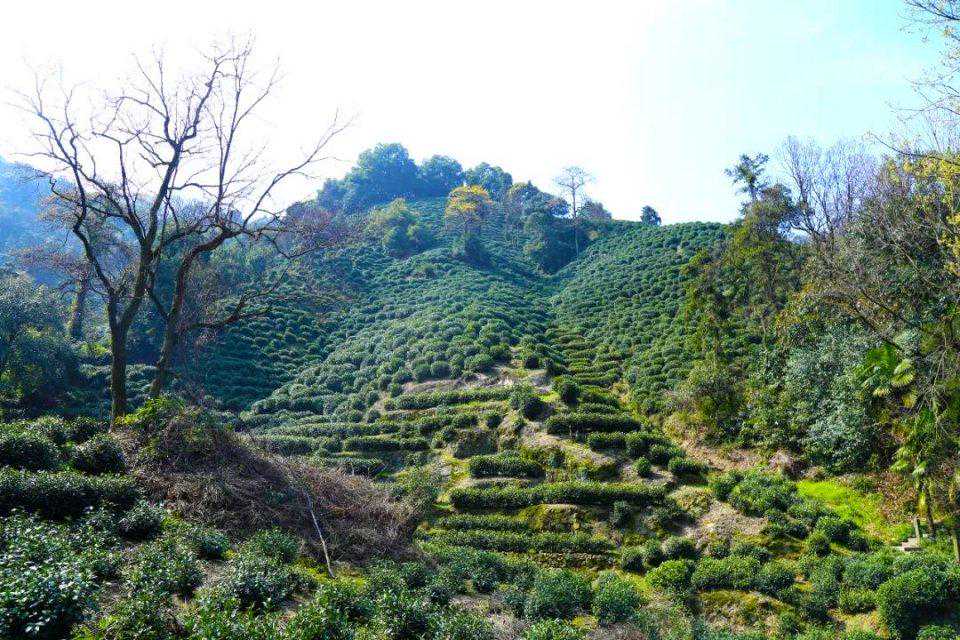 为了解决你挑茶、泡茶、品茶的困惑，我们采访了9个匠人