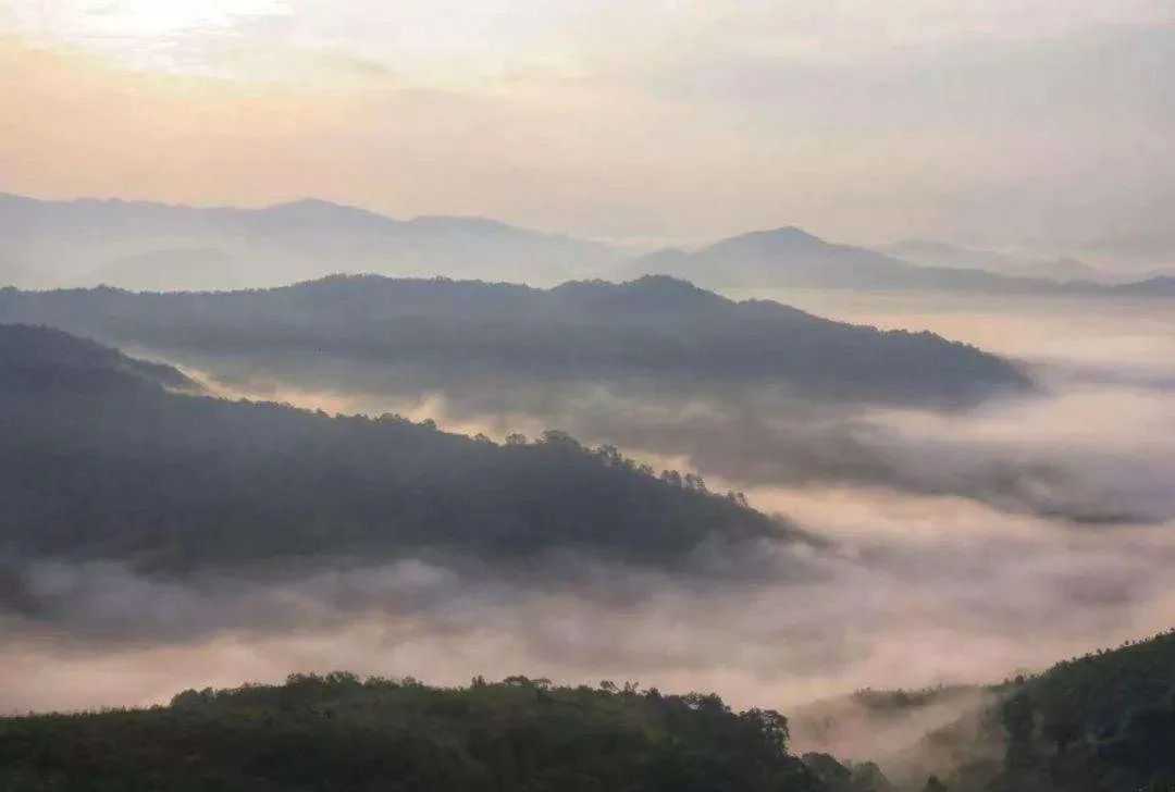 云南普洱山头茶 | 易武古茶林中的遗世明珠——弯弓