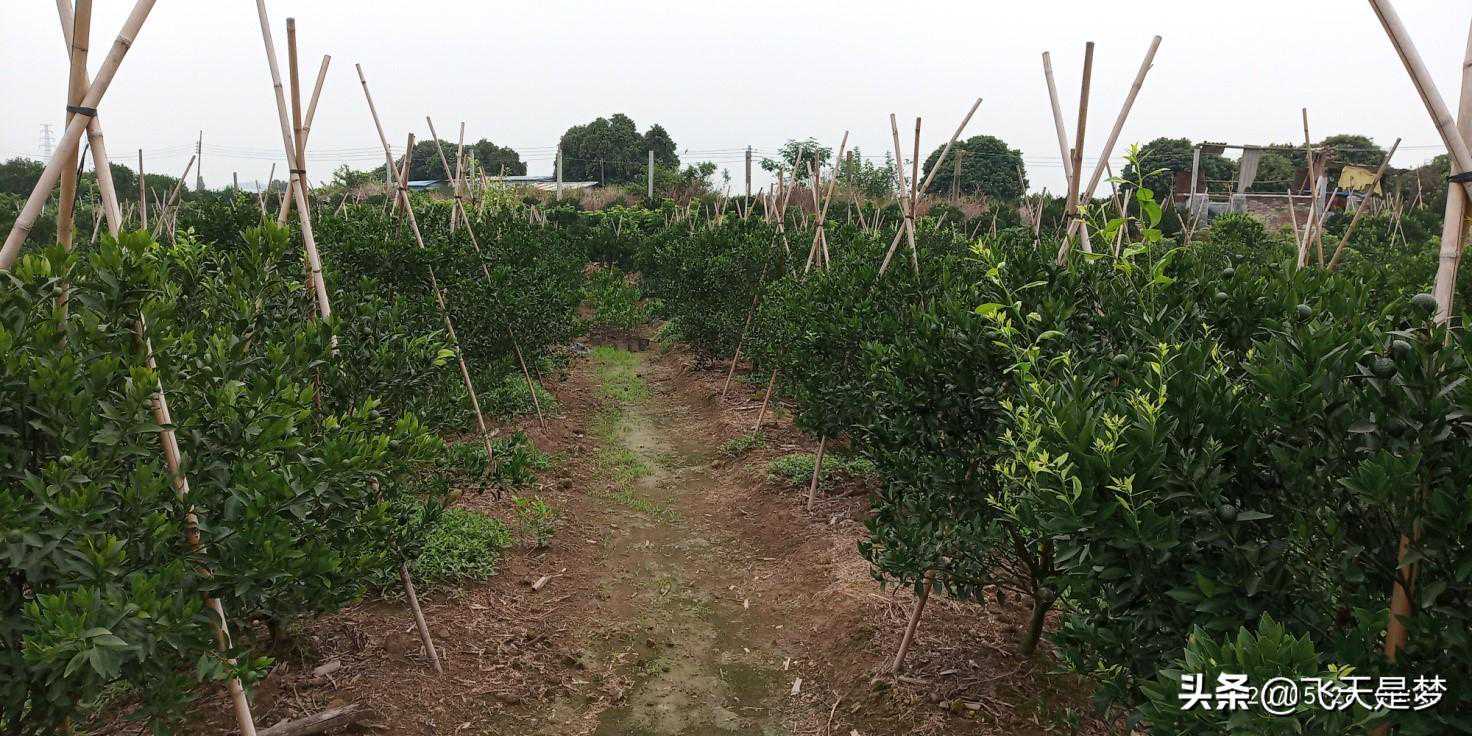 今天带你巡游新会柑种植地的土壤类型，用经验为你铺就成功之路