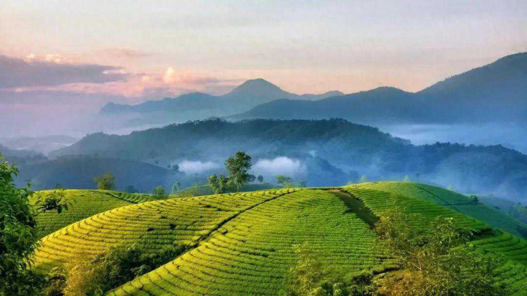 汇聚50+绿茶产区，300+品牌企业，第四届世界绿茶大会重磅来袭！