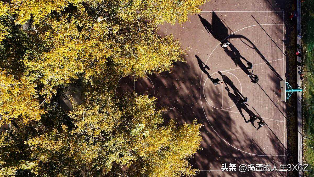 黑龙江哈尔滨秋光漫撒 落叶纷纷