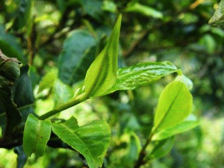 谁将成今年普洱最大爆款？单株拼配/老茶新压/顶级山头拼配