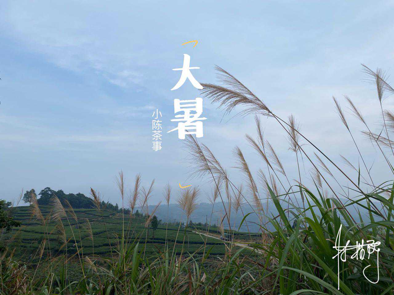 绿茶三冲，红茶五冲，老白茶七冲？茶叶能泡几冲究竟和什么有关？