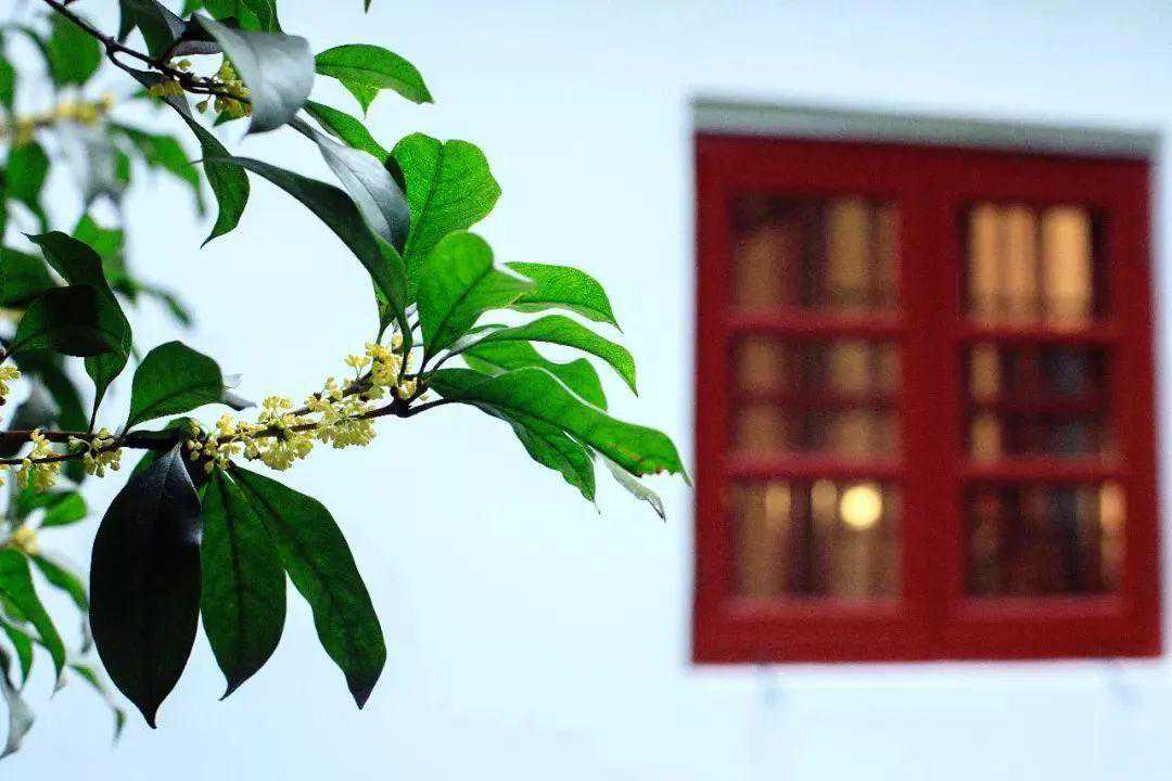 香如蜜柚，沉稳如木，安溪乌龙之隐