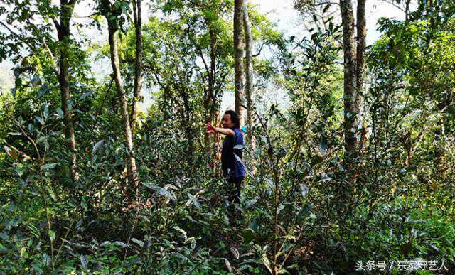 他花了2个多亿，扎入深山12年，保护327颗幸存的曼松古茶树