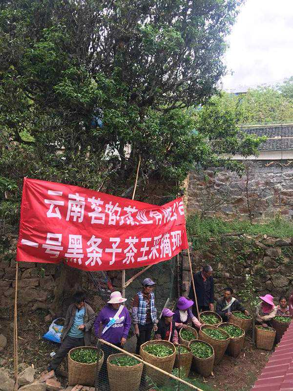 2018临沧茶区：云县白莺山黑条子茶王以18.8万元高价卖出