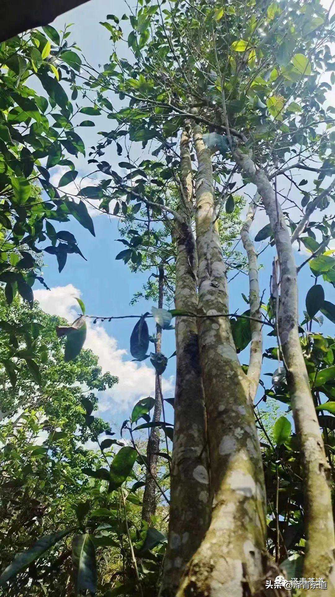 历代“中国十大名茶”大盘点！最新版的“十大名茶”你都知道吗？