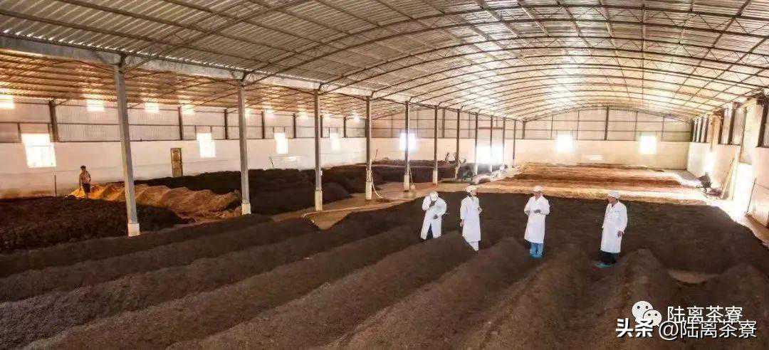 普洱茶界最难技术之一？一文了解渥堆发酵车间建设与熟茶工艺