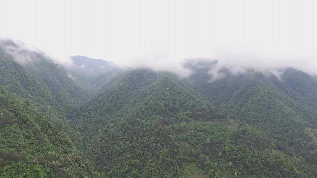 恩施玉露，第一次听到茶名，就觉得赏心悦目，不由心生向往