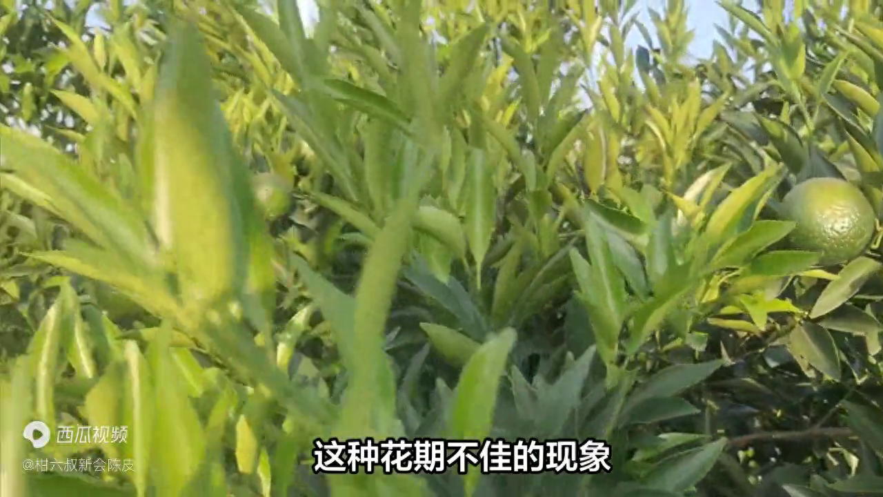 2023年新会柑价格总结：价格普涨20%以上，究竟是什么原因？