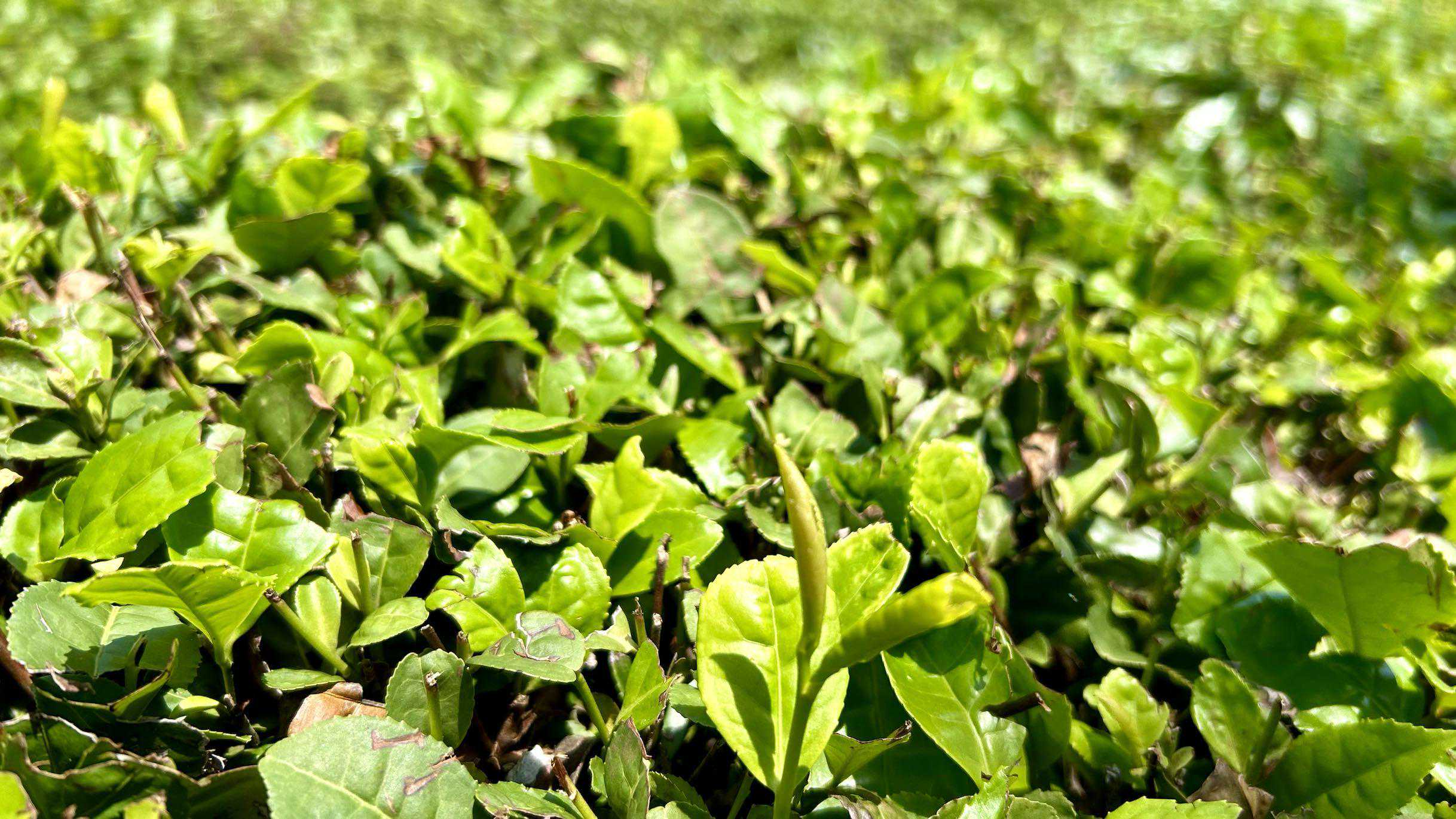 中国式现代化长三角实践｜文旅综合体谢裕大茶博园