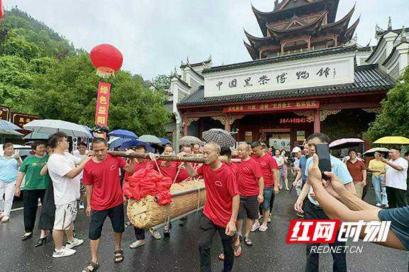 视频丨刚刚，“世界茶王”启运益阳 安化黑茶“六进”活动即将启幕