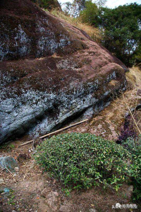 《武夷岩茶名丛录》和它尚未记载的珍稀品种，今天都给你