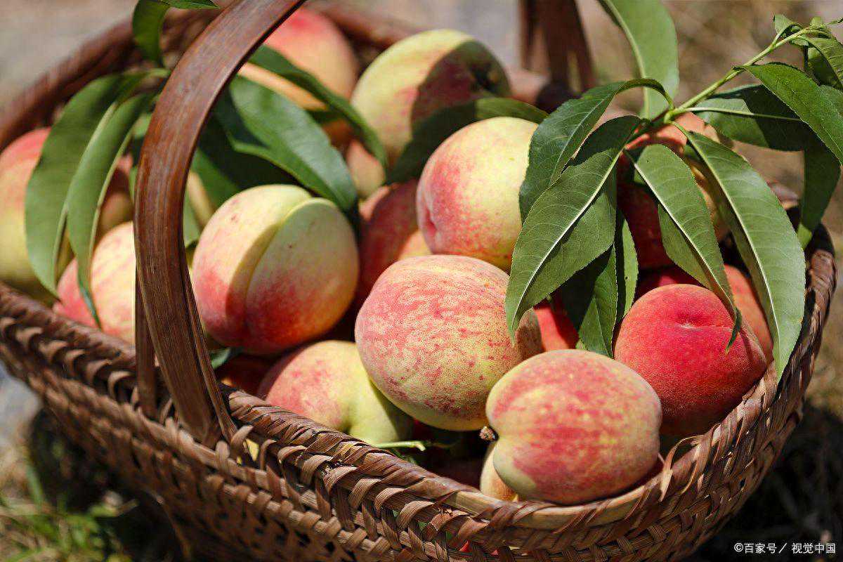 无锡十大特产排行榜，阳羡雪芽，一款值得您品尝的好茶！