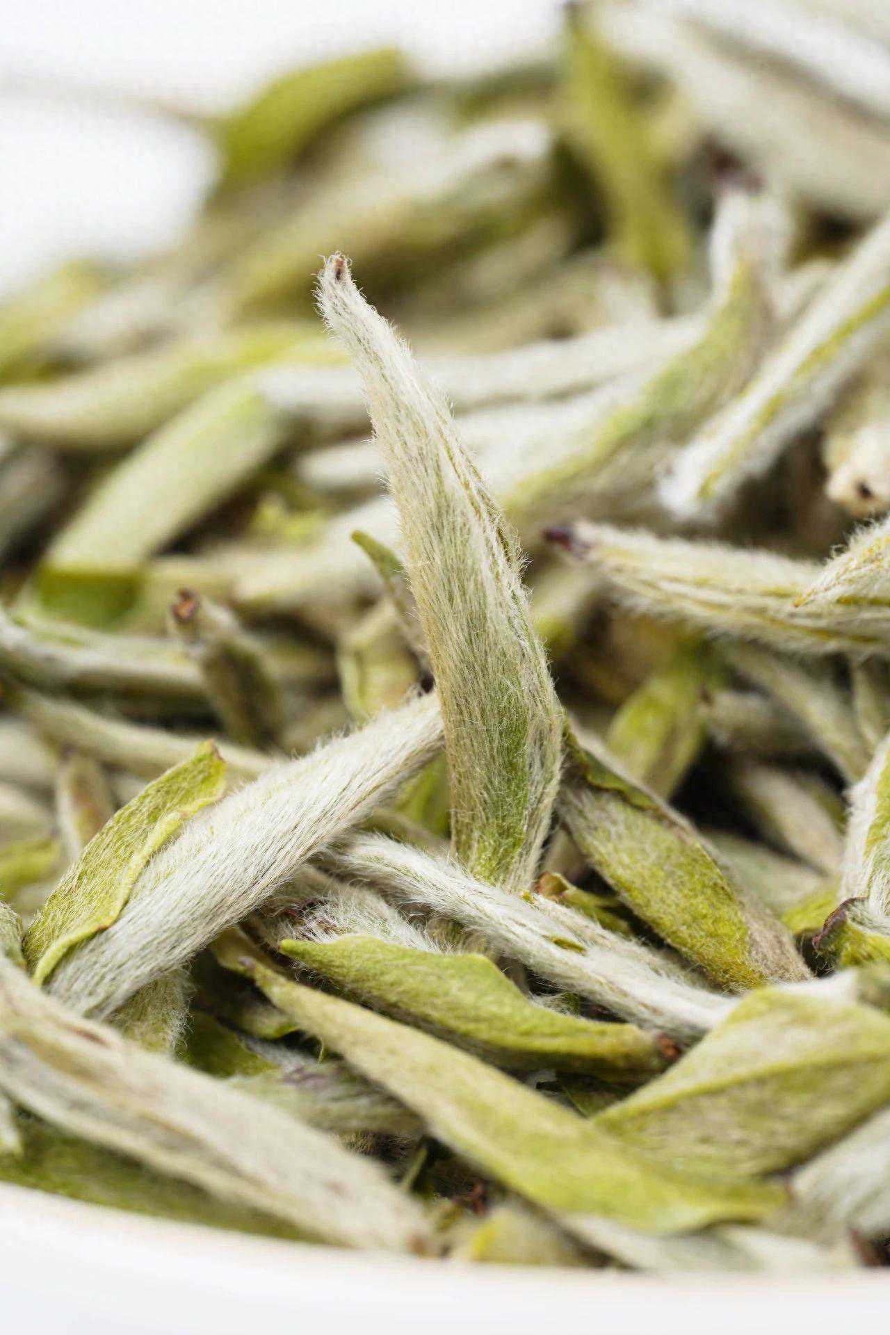 头采的白毫银针：珍贵的自然之赐