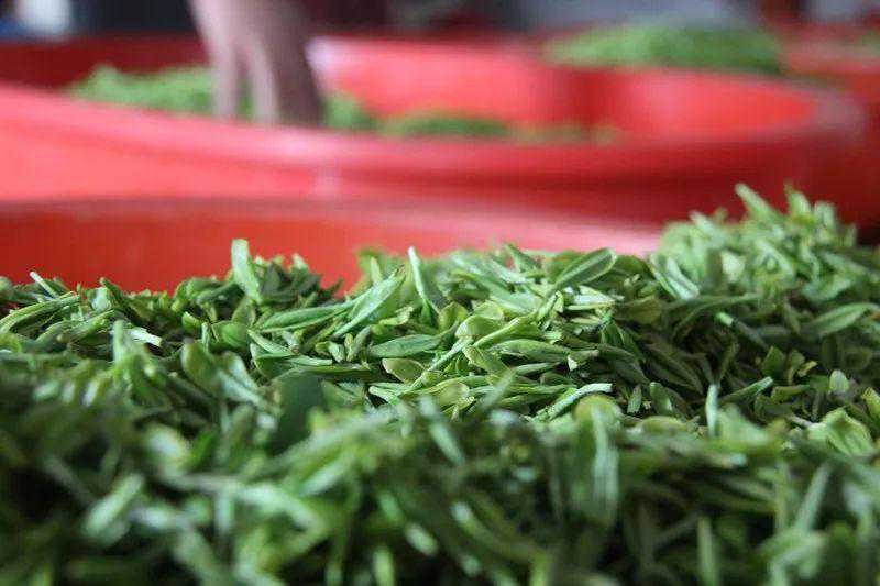 18000元/斤！刚刚，碧螺春上市时间、价格公布！今年的情况让人......