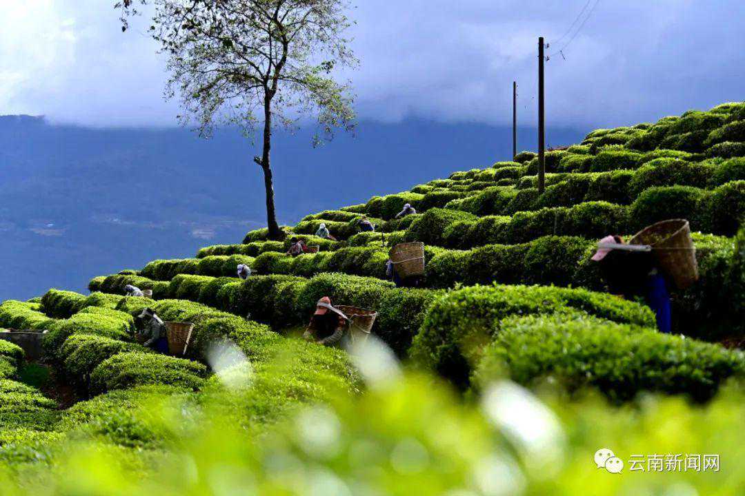 这种茶9万元/公斤！云南666个村寨春茶最新预报价来了→