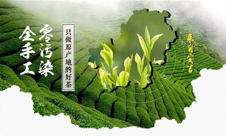 安吉白茶正式开采，中文域名.商城助安吉白茶打造电商平台