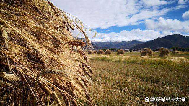 到西藏旅行，喝酒会不会加重高反。藏民的酒量究竟有多大？