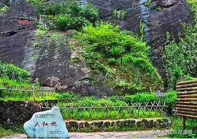 “茶王”大红袍母树仅存6株，生在“烂石”上，一斤茶价值500万元