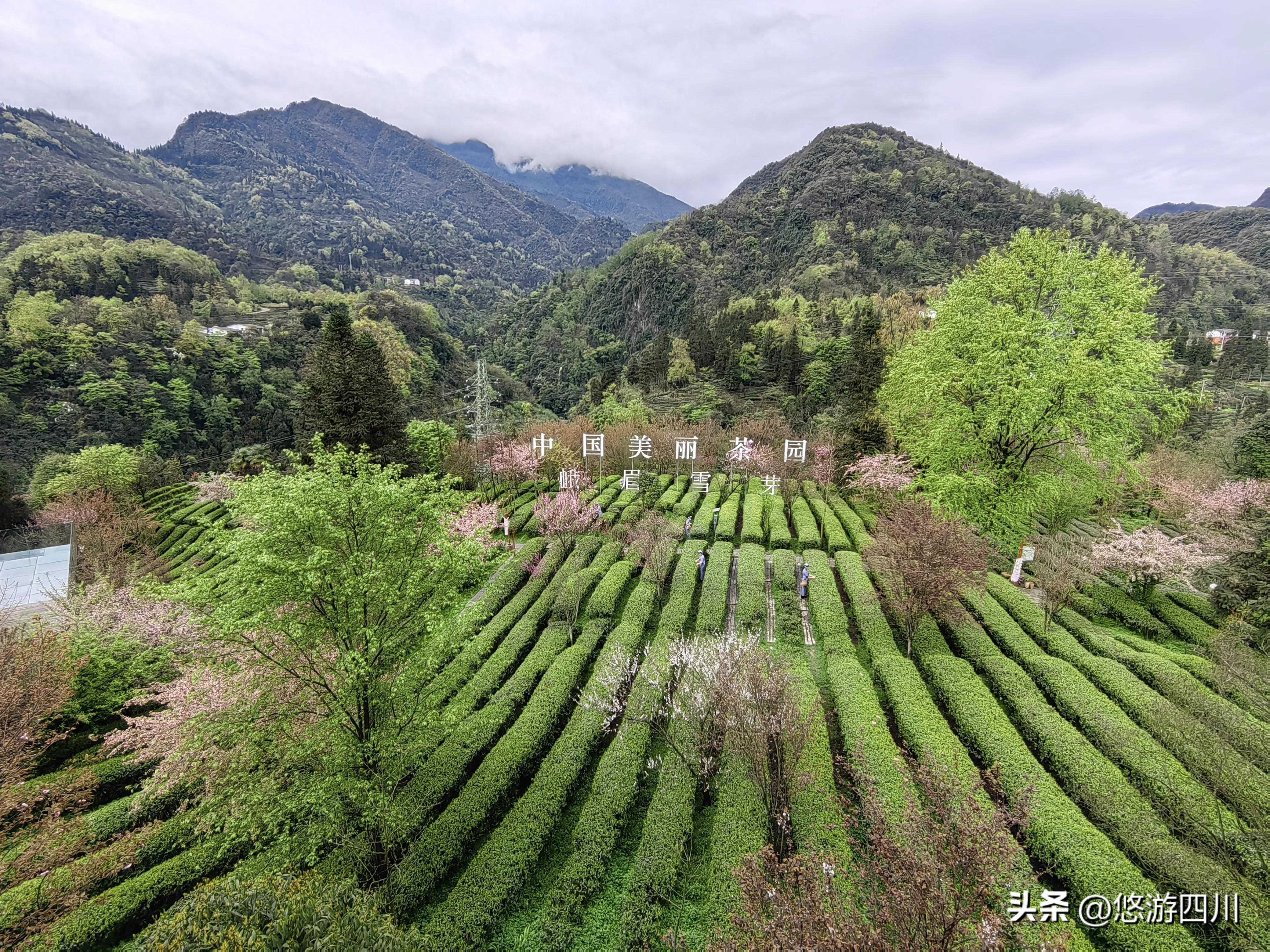 春茶采新，古礼传承峨眉雪芽第四届开园采“新”节今日开幕