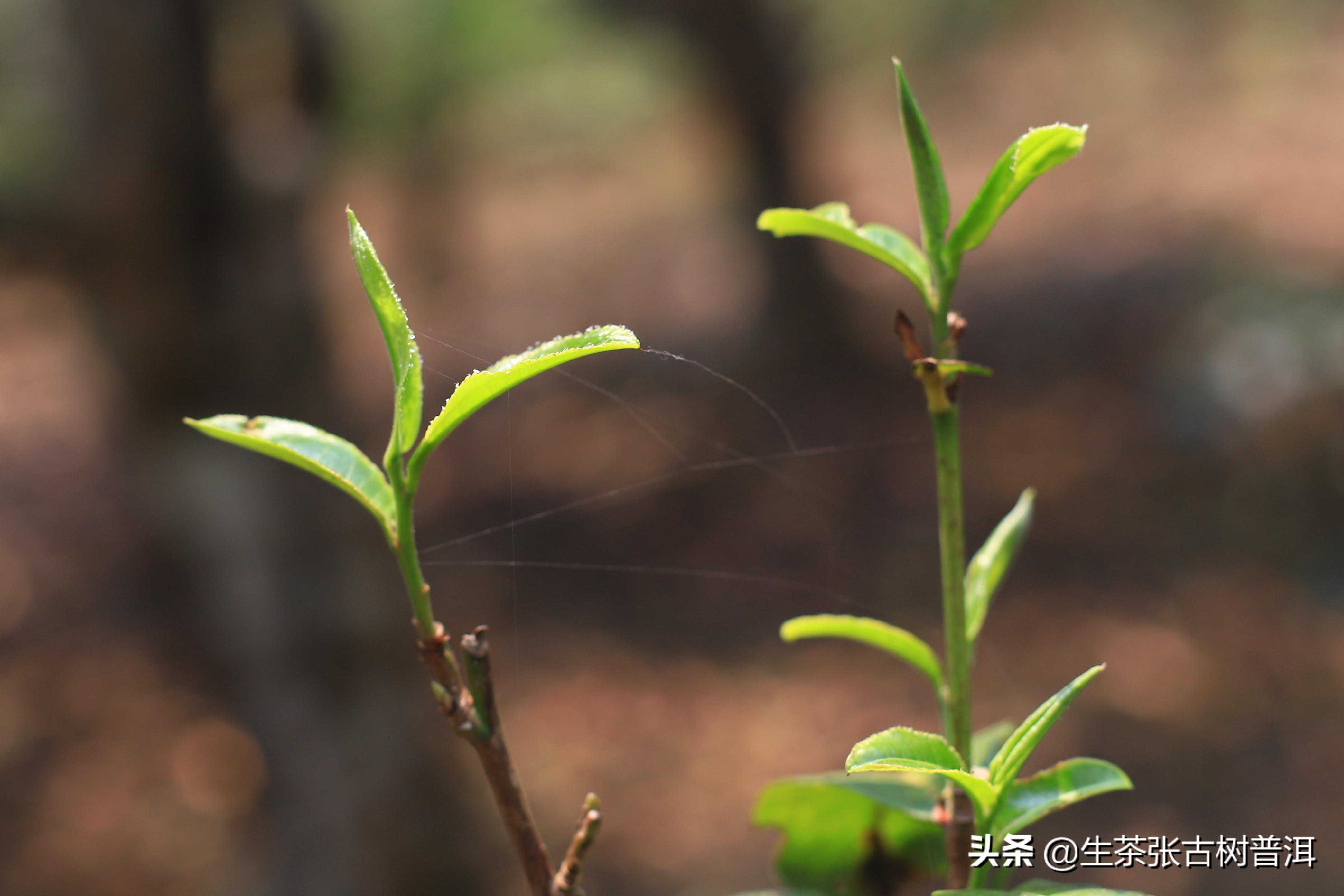 简述：普洱茶知识（产地、形态特征、生长环境），值得收藏