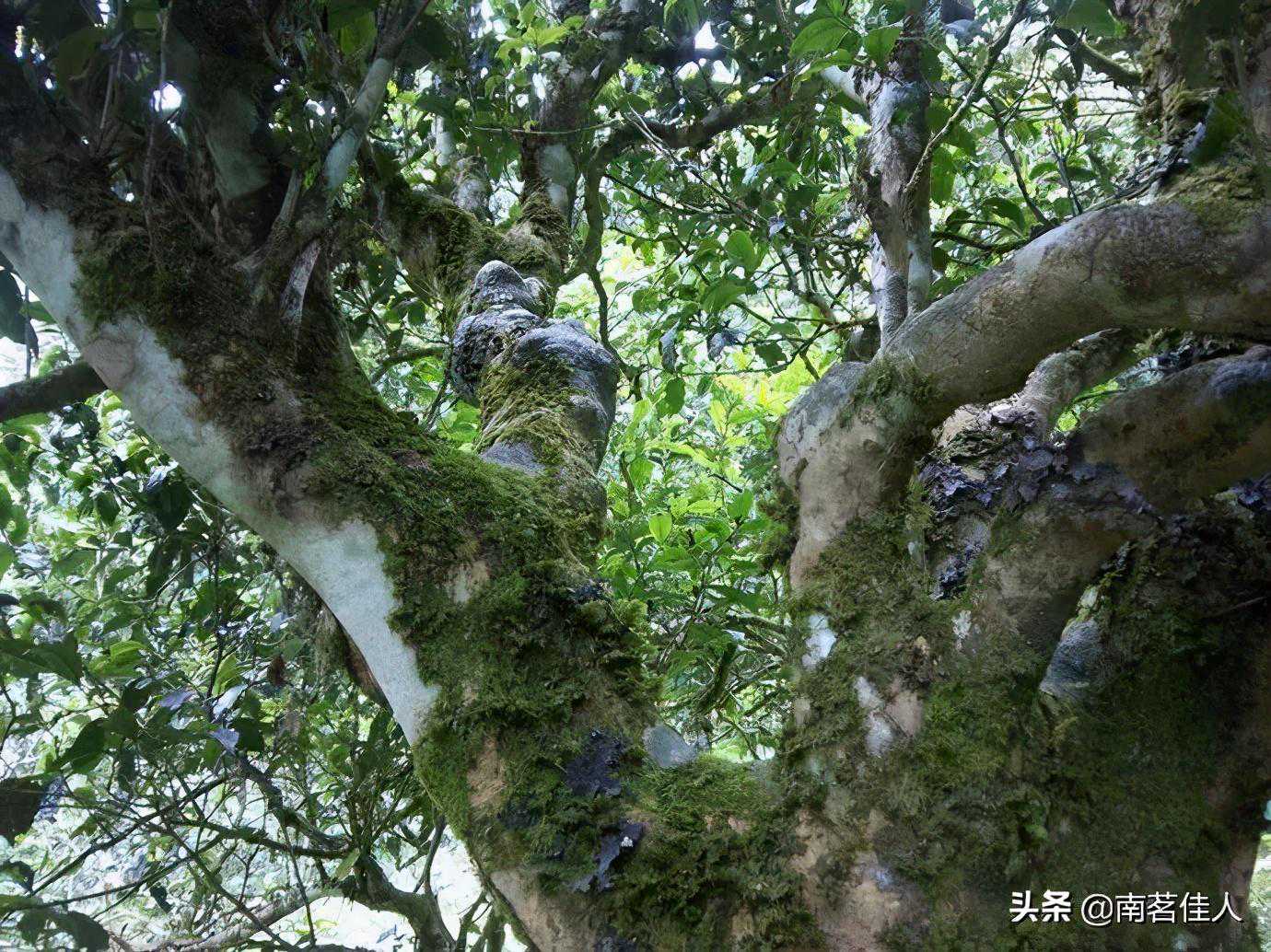 号称“版纳之巅”的滑竹梁子，它的茶有什么过人之处吗？