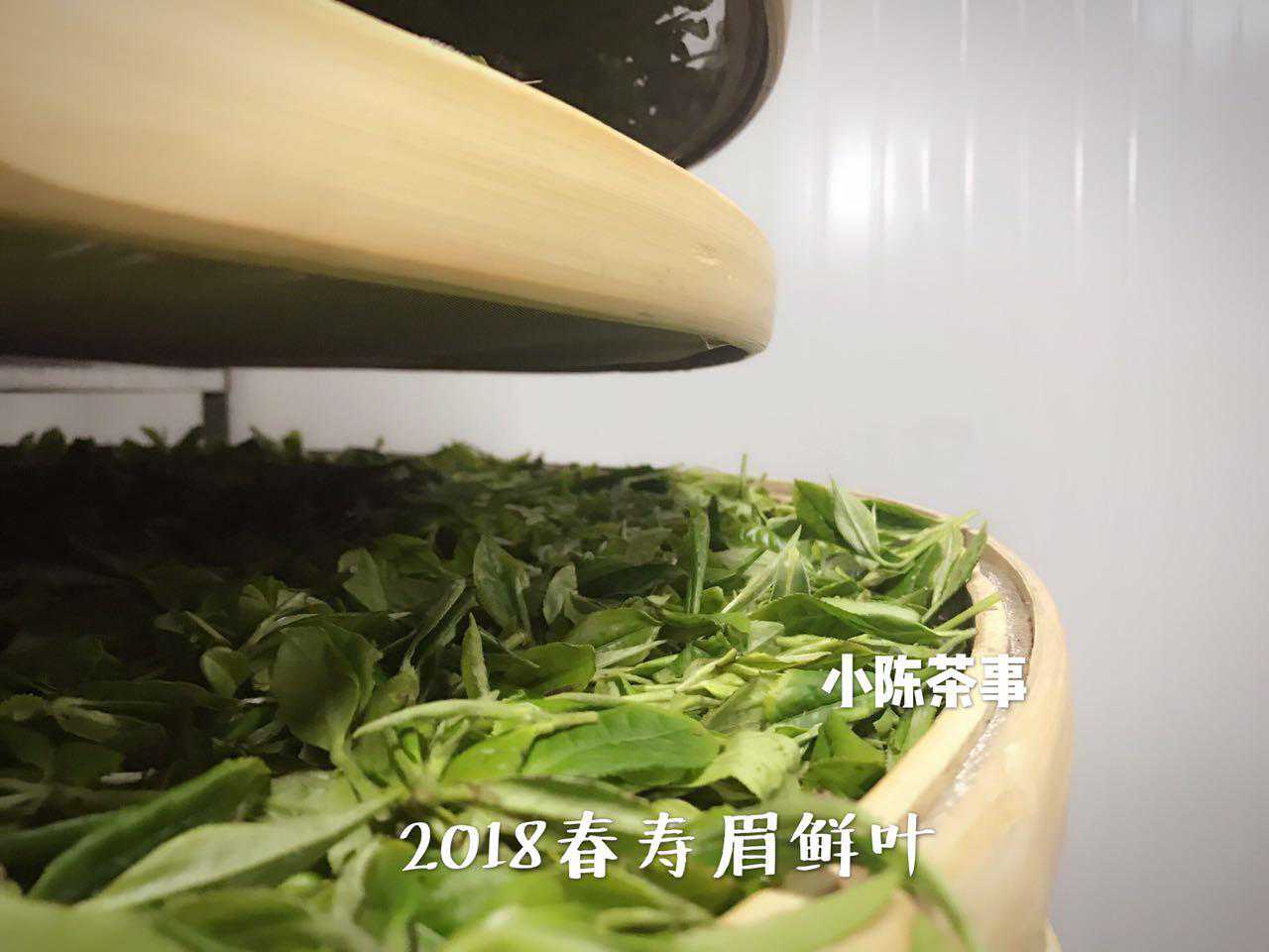 春尾寿眉，三个方面告诉你，这才是春白茶中最被忽视的优秀所在！