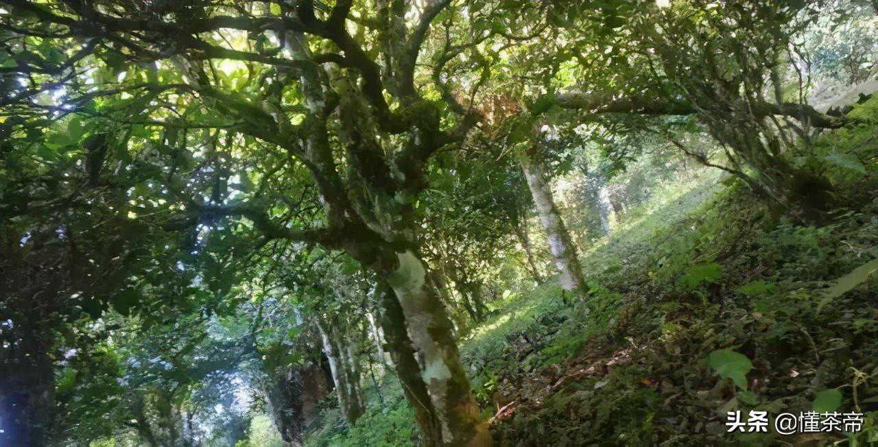 纯干货：云南12大茶山古树茶有哪些不同？科学实验告诉你答案