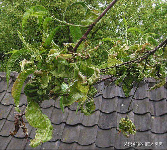 「地球生物全系列——从单细胞到人类」子囊菌门—外囊菌亚门