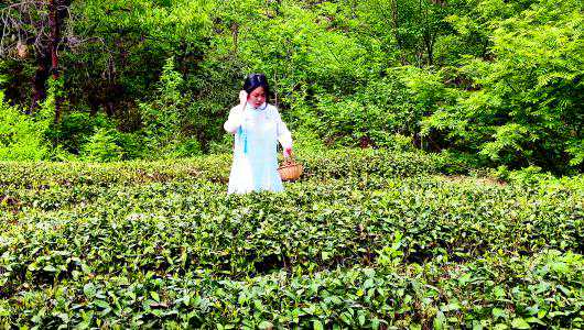 本是“江北第一茶”如今“日照绿”却成鲁茶价值头牌 崂山茶为什么没打赢一手“好牌”