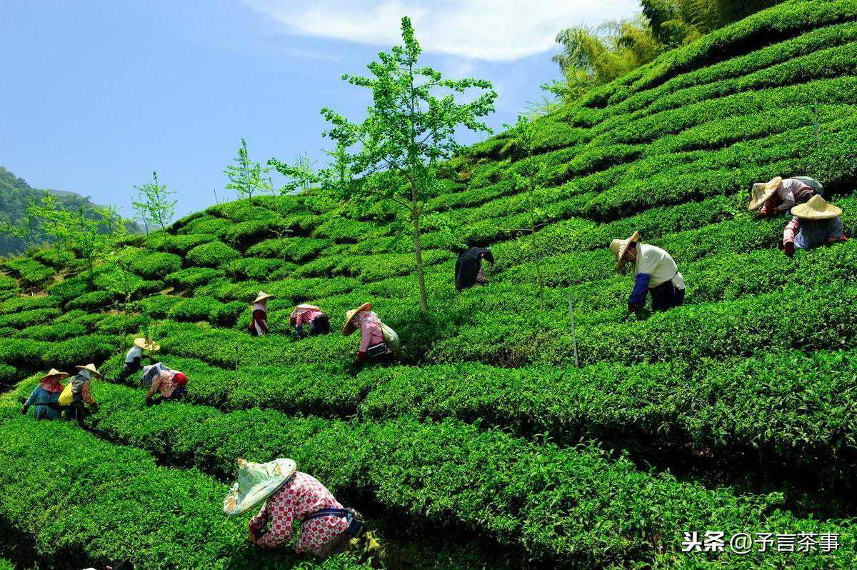 六安茶叶种植历史源于何时？为什么叫六安瓜片？看完你就懂了