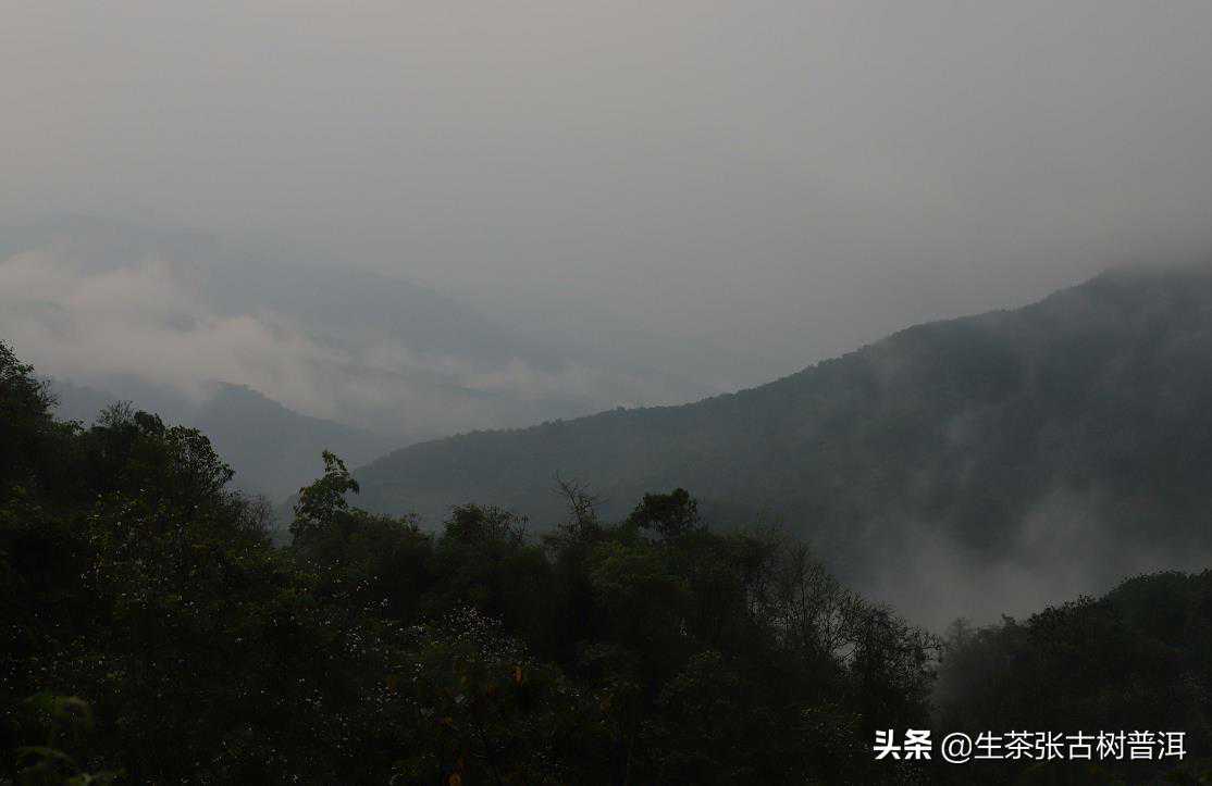 名山名寨之班盆，其古树普洱茶有哪些特点？口感如何好喝吗？