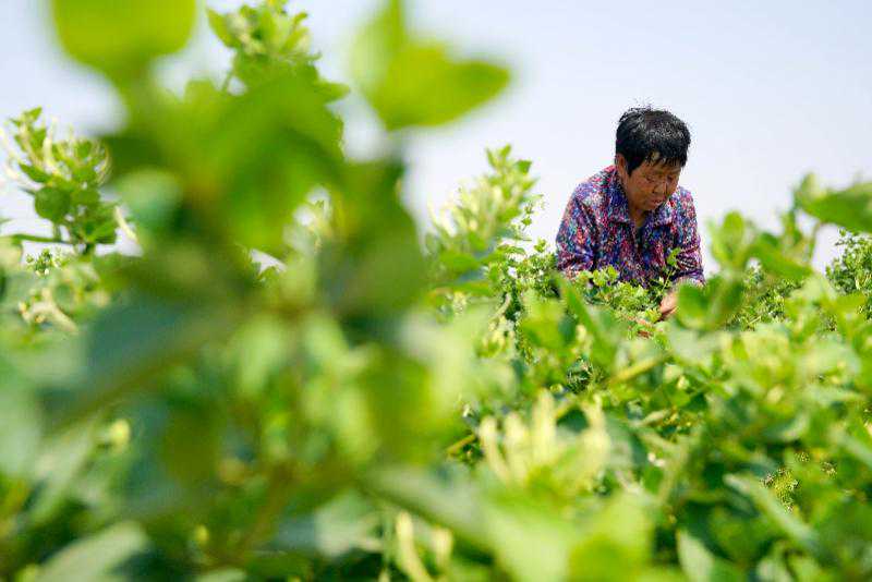 首个“国际茶日”，一组照片，看全球各国民众都喝什么茶