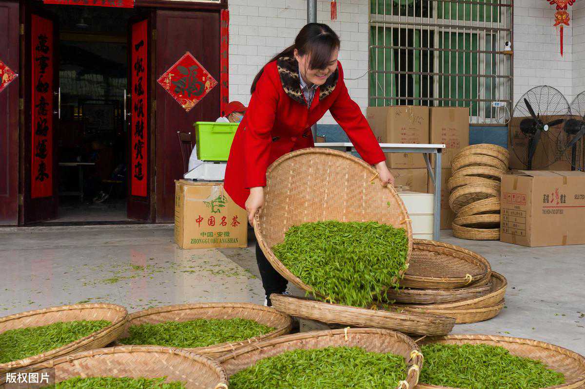 舒城小兰花：大别山中的一朵奇葩，安徽传统的兰花茶，你喝过吗？