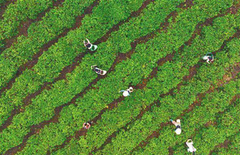 海报深观察 | “绿叶”变“金叶”？来看海南如何发展雨林大叶茶产业