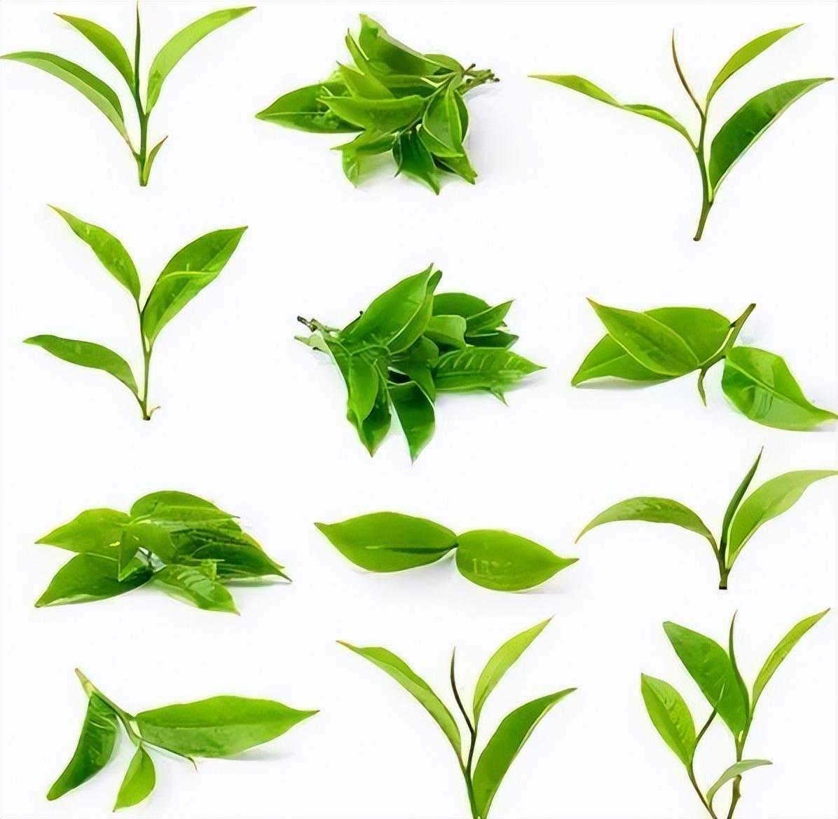 茶语者问答——如何制茶？