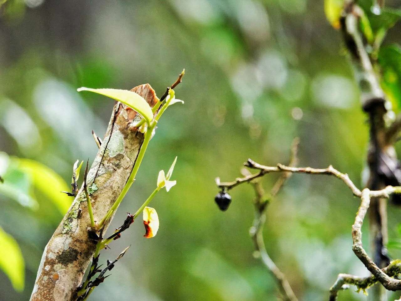 国内4个高颜值茶园，赏桂寻香，探梯田竹林，秋天养生赏景好去处