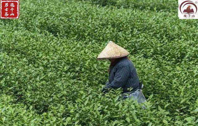 绿茶中的“白茶”——安吉白茶